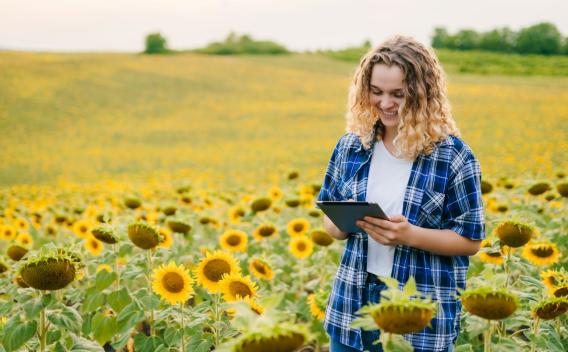 Woman walking through sunflower field